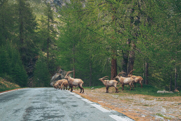 Alps Savoie Mountain Nature Ibex on the road. Alpine Ibexstanding on a mountainside road. Sheeps of the Rocky Mountains in Italy. 