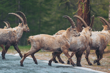 Herd of mountain goats crossing the road. Alpine wildlife. Ibex on mountain road.