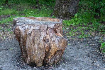 Large broken stump in glade in deciduous forest. Felled tree on lawn among green grass. Place to relax in nature among trees and bushes. Concept of cutting down and disease of plant. Forest clearing.