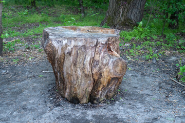Obraz premium Large broken stump in glade in deciduous forest. Felled tree on lawn among green grass. Place to relax in nature among trees and bushes. Concept of cutting down and disease of plant. Forest clearing.
