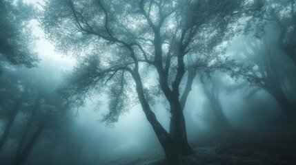 A Silhouetted Forest Tree in a Foggy, Misty Atmosphere