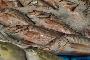 Fresh Fish Displayed on Ice at Seafood Market