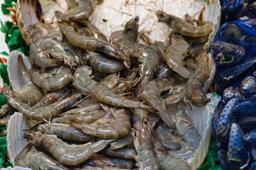 Fresh Shrimp Displayed on Ice