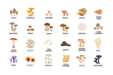 Illustration set of various types of mushrooms, suitable for vegetable shops and gardens, both for posters and web icons.