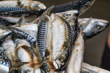 Freshly Caught Mackerel Fish