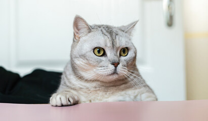 Cat, White, Door - Gray tabby cat looking at the door in an indoor setting.