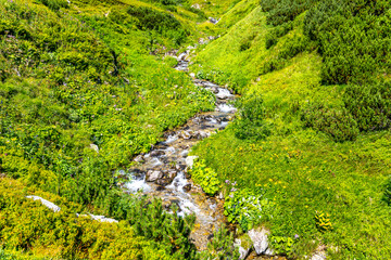 Naklejka premium A tranquil mountain creek winds through vibrant green foliage, showcasing the beauty of nature in summer. The clear water glistens as it moves over stones and surrounded by lush vegetation.