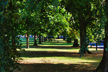 Serene Tree-Lined Pathway in a Park in Harrogate, UK