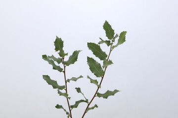 eaves of Quercus coccifera isolated on white