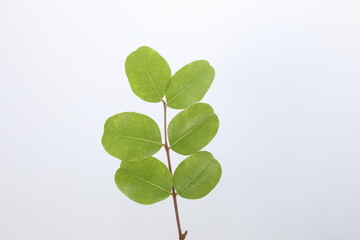 leaves of carob tree isolated on white background   © UMIT