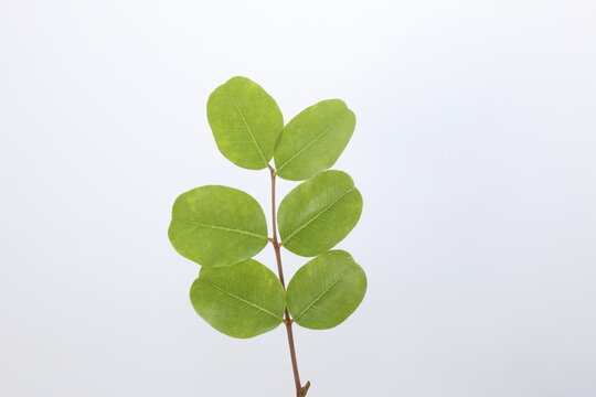 leaves of carob tree isolated on white background	
