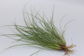 young Common thatching grass and Coolatai grass isolated on white