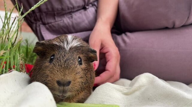 An Adorable Guinea Pig Happily Enjoying a Peaceful and Relaxing Moment on a Soft and Cozy Blanket