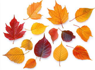 maple autumn leaves on white isolated background
