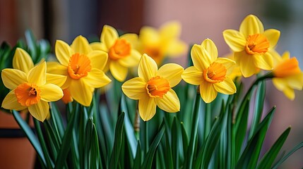 Obraz premium Field with blooming yellow daffodils. Fresh spring flowers growing in a clearing. Natural background. Growing flowers for sale in large quantities. Illustration for cover, postcard, card, etc.