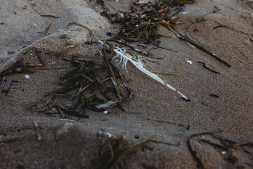 Feather