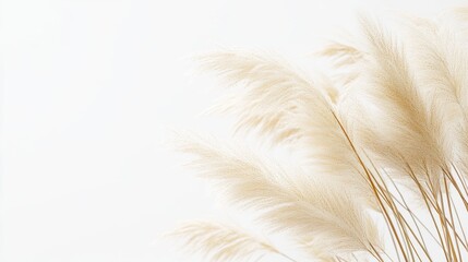 Pampas grass soft focus on white background, minimalist natural decor concept