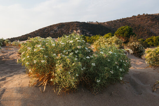 Dunes