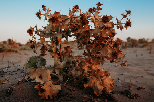 sea holly