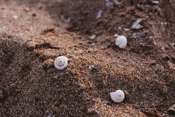 Shells