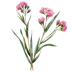 Watercolor painting of Armeria Maritima, isolated on a white background, and Armeria Maritima vector