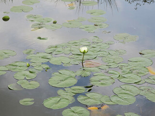single waterlily popping up in a ditch