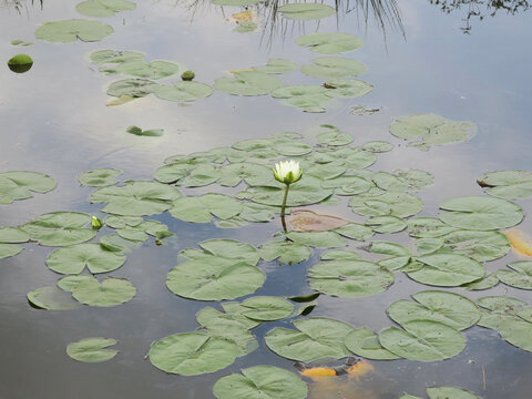 single waterlily popping up in a ditch