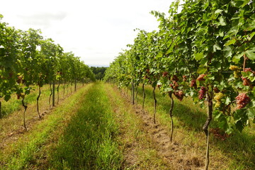 Beautiful vineyards in Wagram region in Lower Austria near Wachau It is a less known wine region in Austria.