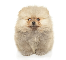 Obraz premium Fluffy Pomeranian Puppy Isolated on White