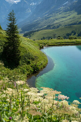 Small turquoise reservior near Kleine scheidegg, with wildflowers in Switzerland