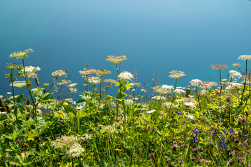 Masterwort, which is a species of Imperatoria, wildflowers grow next to a lake in Switzerland