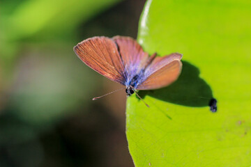 A captivating image of a butterfly resting on a vibrant green leaf. The delicate creature showcases its intricate wings and natural beauty, adding charm to the verdant foliage