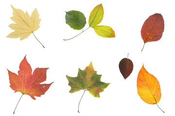 Colorful fall leaves on black