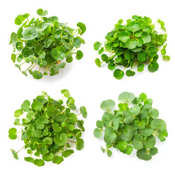 Fototapeta premium set of Brahmi leaves