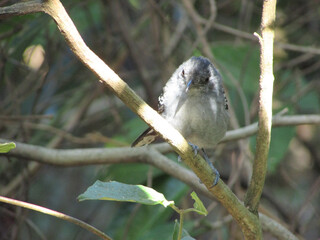 A small black-capped weevil (Herpsilochmus atricapillus) amidst the foliage of a tree in the forest