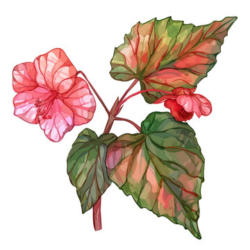 watercolor begonia plant with pink flowers clip art preview