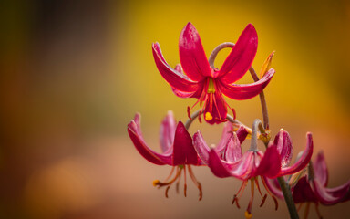 Lilia Złotogł&oacute;w