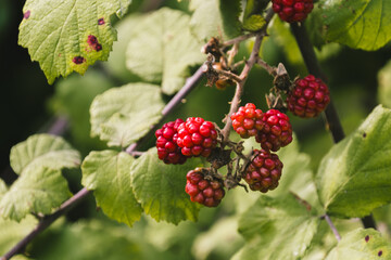 Close-up of ripe and unripe blackberries on branches with green leaves. The blackberries are fresh and vibrant. Selective focus, close up.
