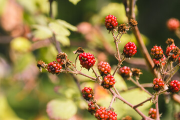 Close-up of ripe and unripe blackberries on branches with green leaves. The blackberries are fresh and vibrant. Selective focus, close up.