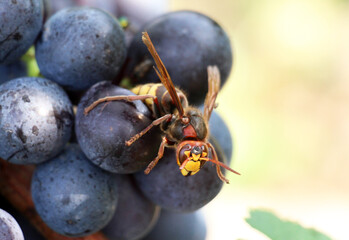 Hornet (Vespa crabro) on grapes