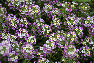 Lobularia blooms on a flower bed