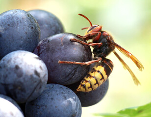 Hornet (Vespa crabro) on grapes