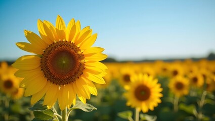 Fototapeta premium Vibrant yellow sunflower in full bloom against a blue sky backdrop