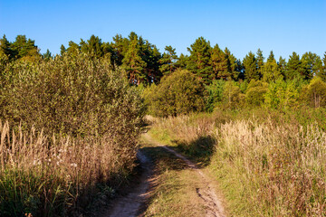 Fototapeta premium Dirt road leading to a grove in a picturesque area