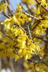 Autumn Flowers