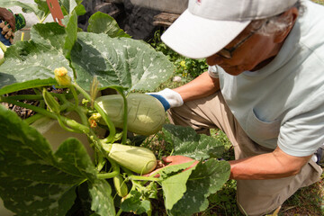 A man is picking pumpkins from a plant. He is wearing a white cap  and gloves. The pumpkins are green and yellow