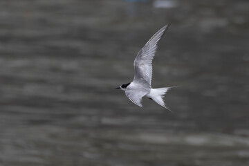 Arctic tern or Sterna paradisaea at Mumbai coast Maharashtra, India