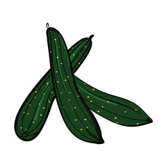 Zucchini vector green healthy vegetable on white background