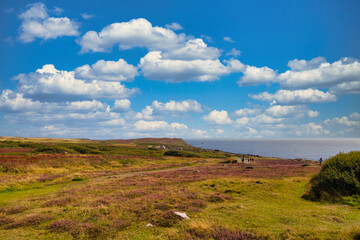 Fototapeta premium Scenic Coastal Landscape with Heather and Blue Sky at Land's End in Cornwall, UK