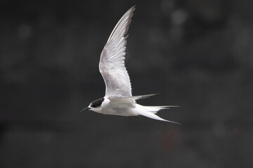 Arctic tern or Sterna paradisaea at Mumbai coast Maharashtra, India